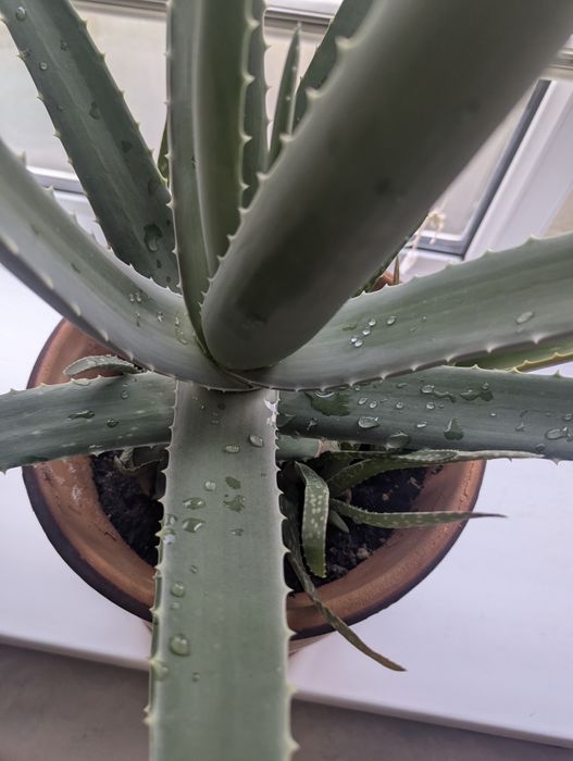 Алоэ Вера лечебный