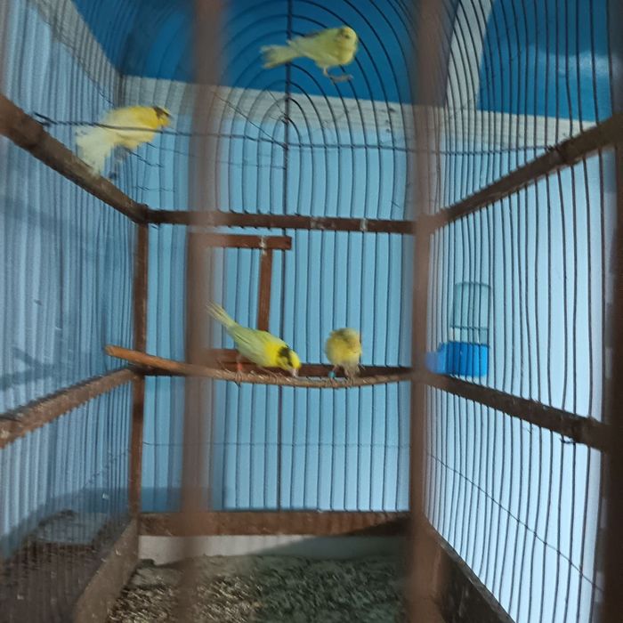 Kanareka pashti 2 oylik