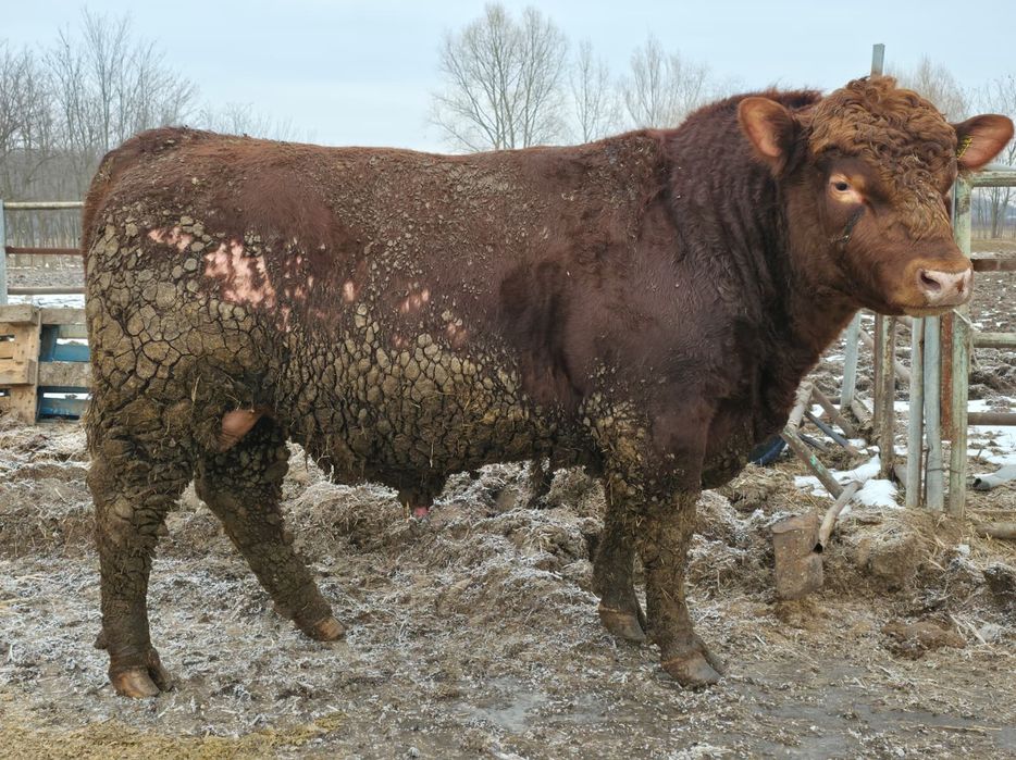 Taur montă Aberdeen Angus Roșu 12.2023