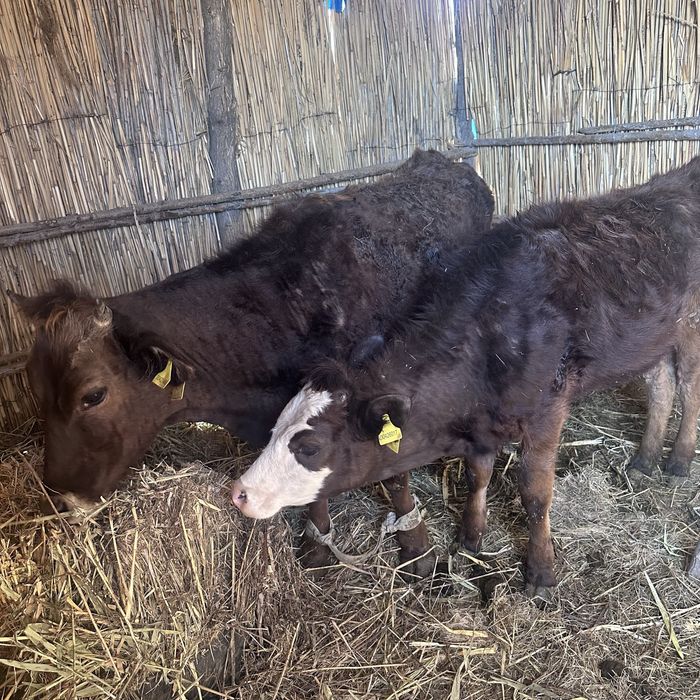 Телки 2еу сатылад