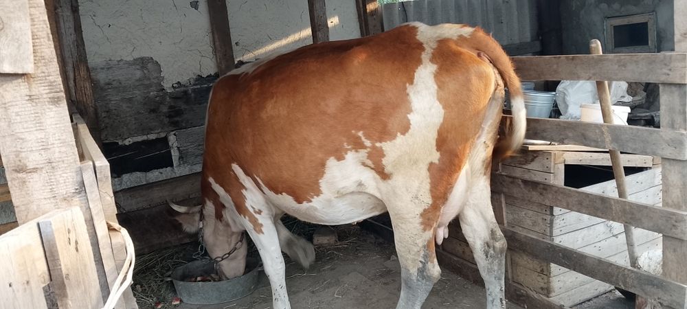 Продам корову с теленком