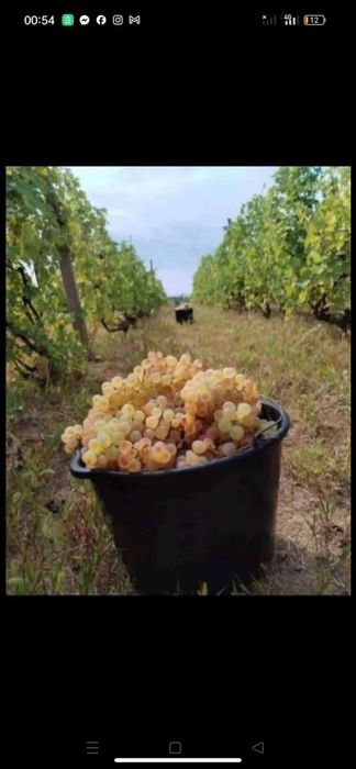 Vand Struguri de Vin