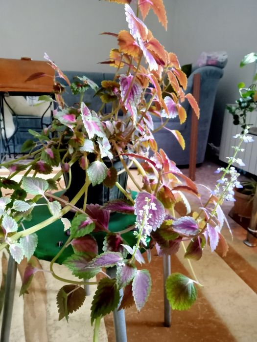 Продам колеус по 400  тенге