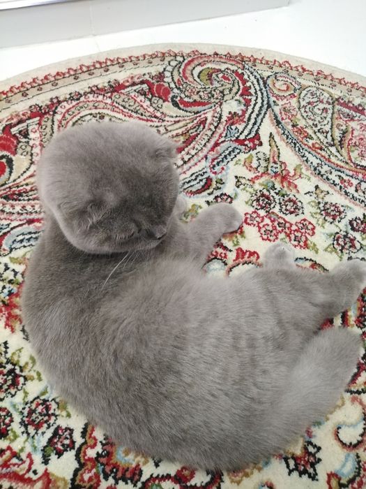 Продаётся кот шотландский вислоухий