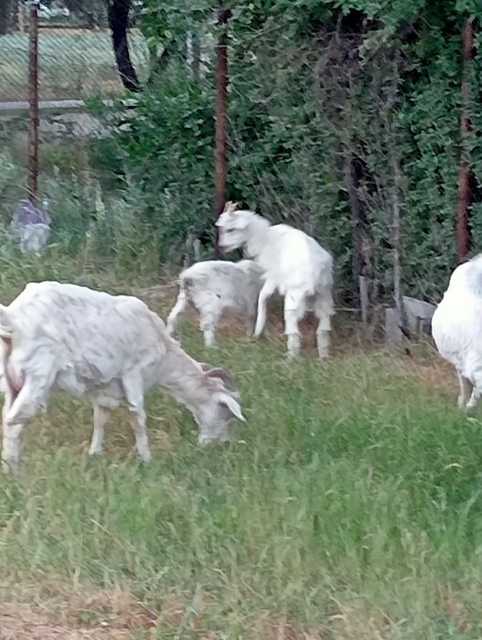 Шыбыш лактар ургашы еркек бар