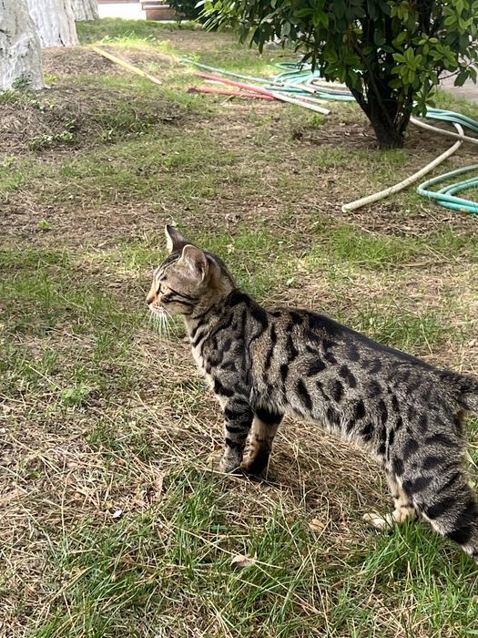 Бенгальская кошка