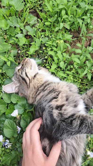 Отдам котенка даром в хорошие добрые руки.