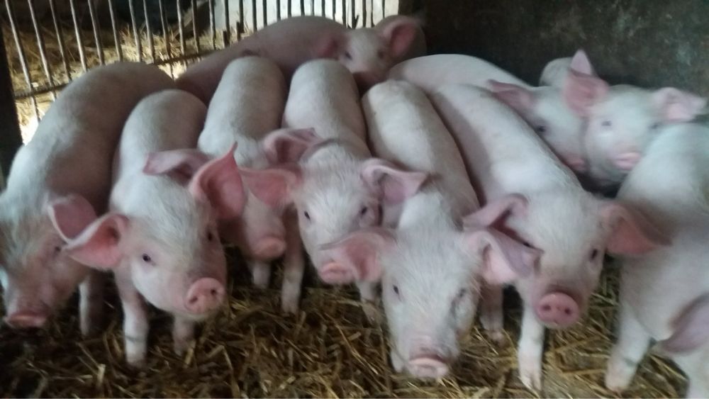 Прасета българска бяла