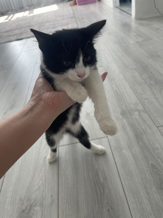 Отдам в хорошие руки котят