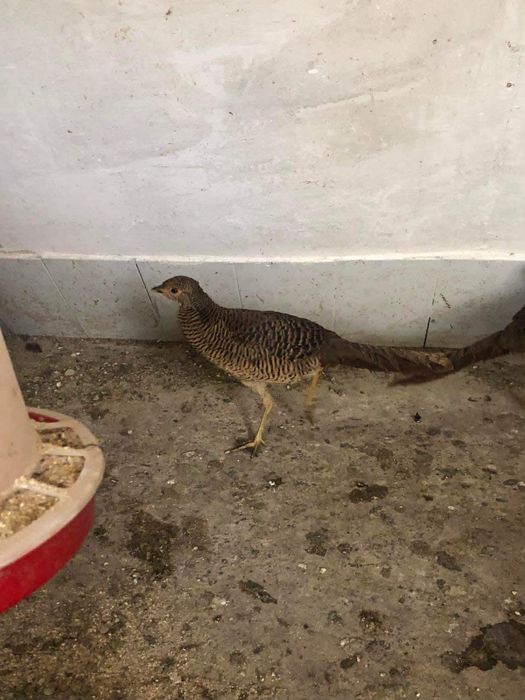 Vand fazanite si Potarnichi de Stanca