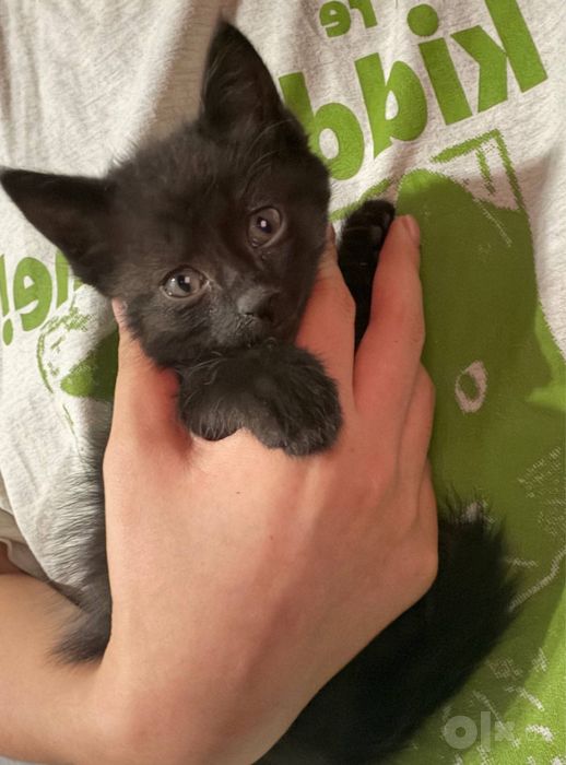 Котенок в добрые руки!