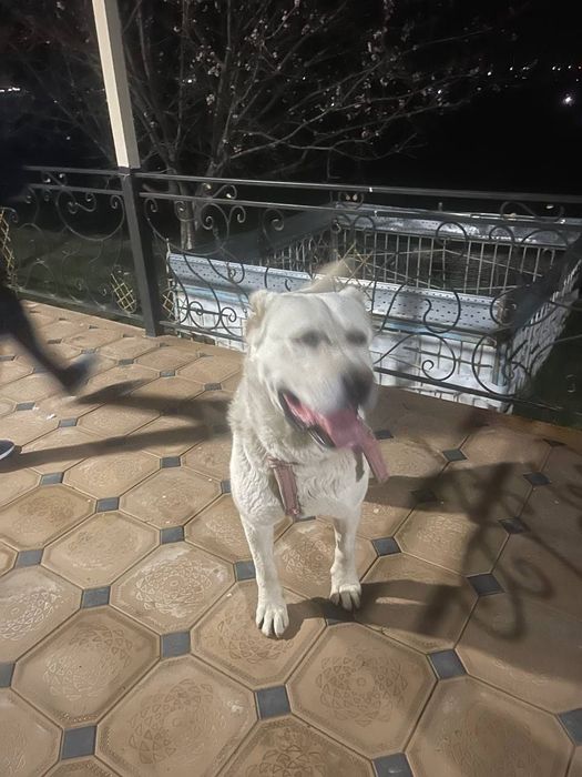 It Alabay Erkak 2.5 yosh