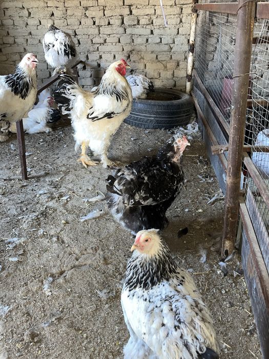 Birama tovuq xòrozlar sotiladi