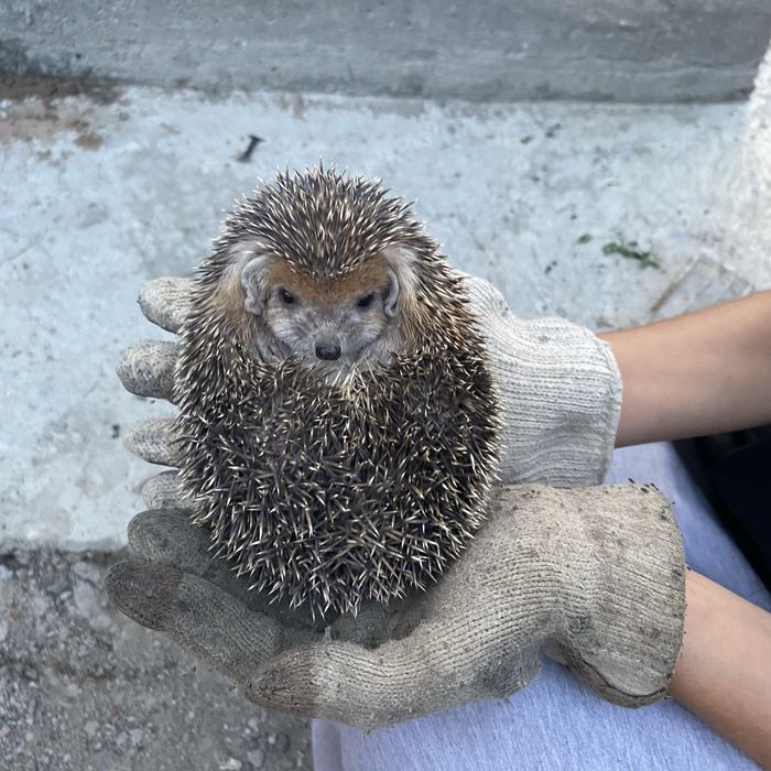 Семіз есектер жопқа кіріп алады