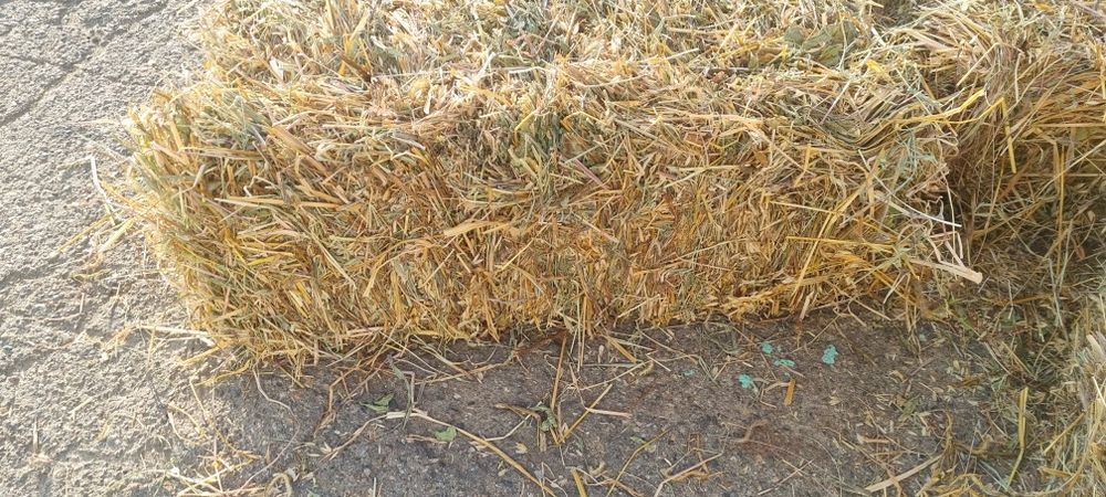 Овёс с подсевом (солома)