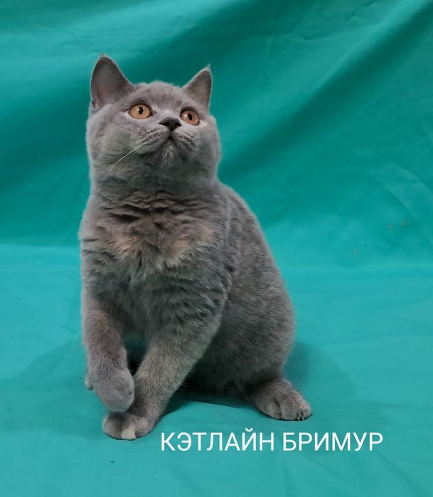 Британские котята. Питомник.