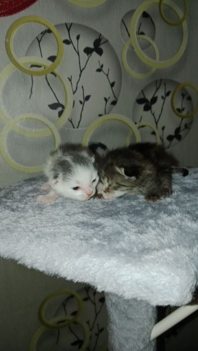 Отдам в добрые руки котят!