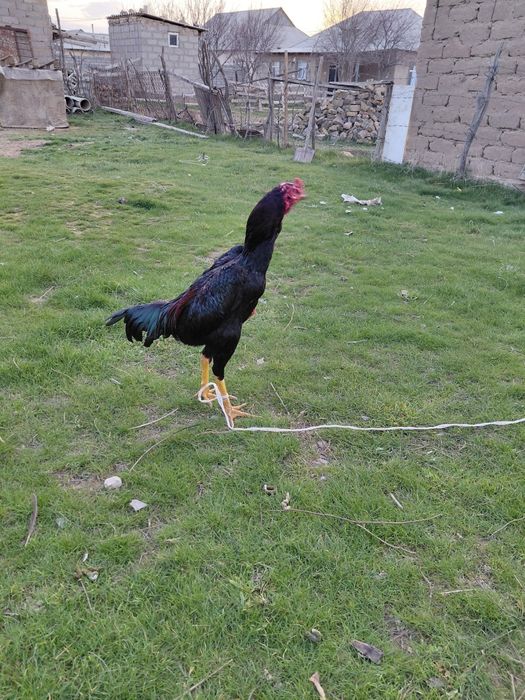 Дакан бойцовский