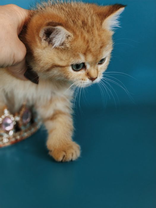 Котята Золотые Шиншиллы