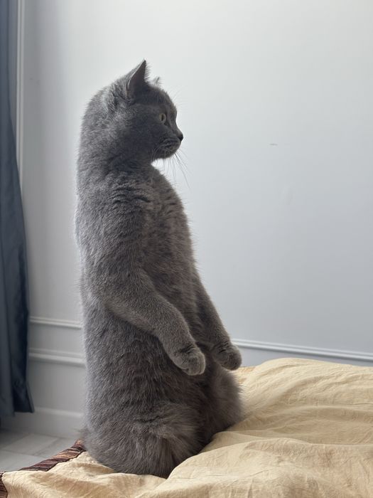 Котята бесплатно