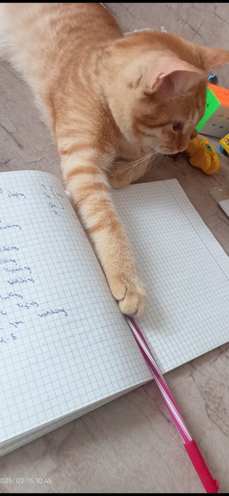 домашний милый кот