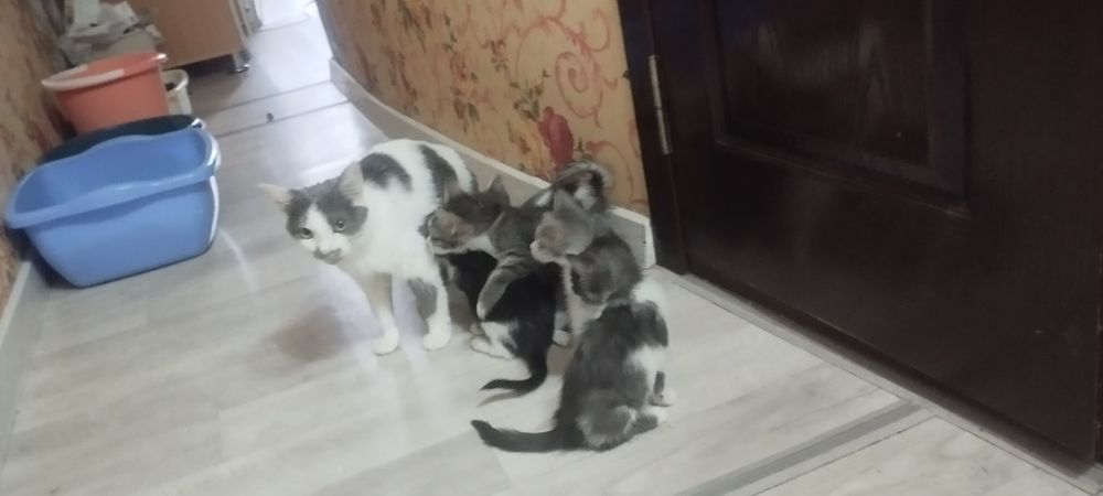 Отдам даром даром катят