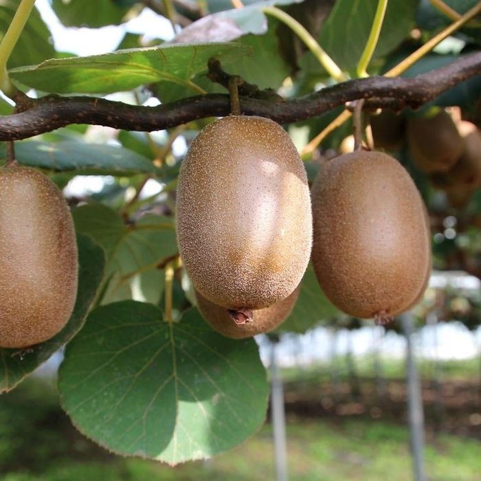 Kiwi (Soiul Gold fără puf )