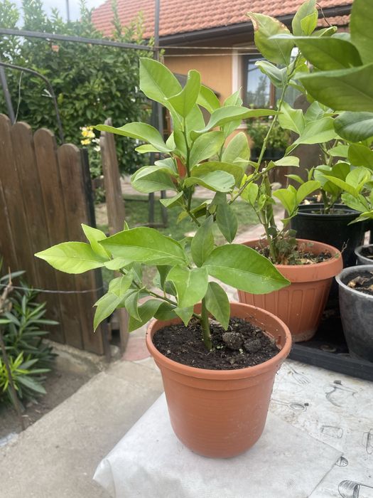 Vand lamai in ghiveci!