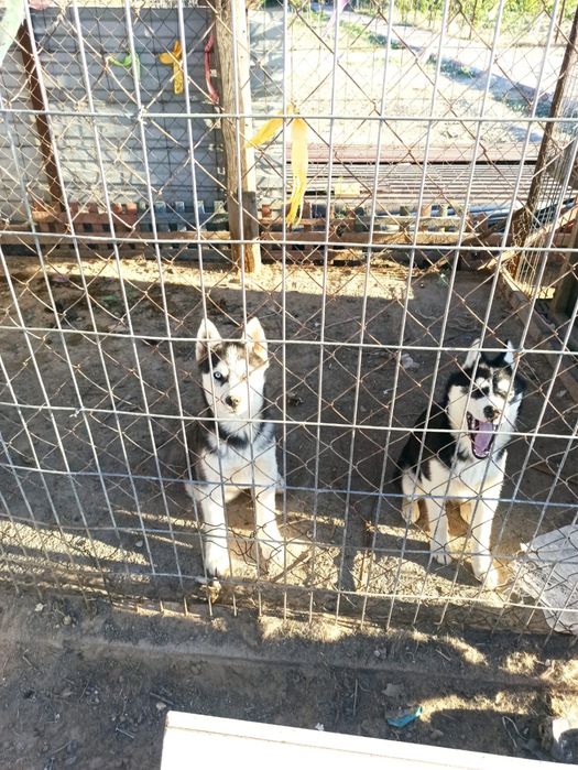 Продам собак и щенят хаски