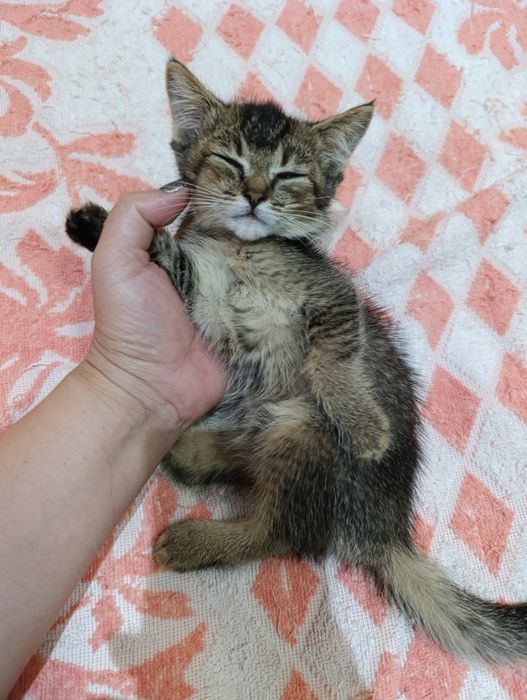 Продается котёнок девочка Скоттиш страйт.