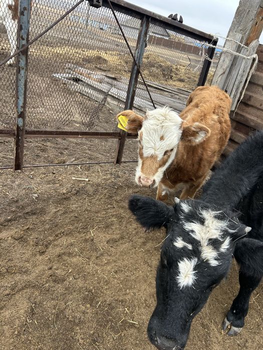 баспак,бузау сатылады .