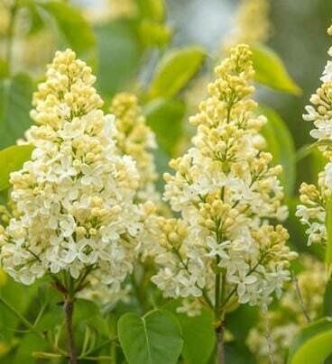 Жълт Люляк ("Primrose")