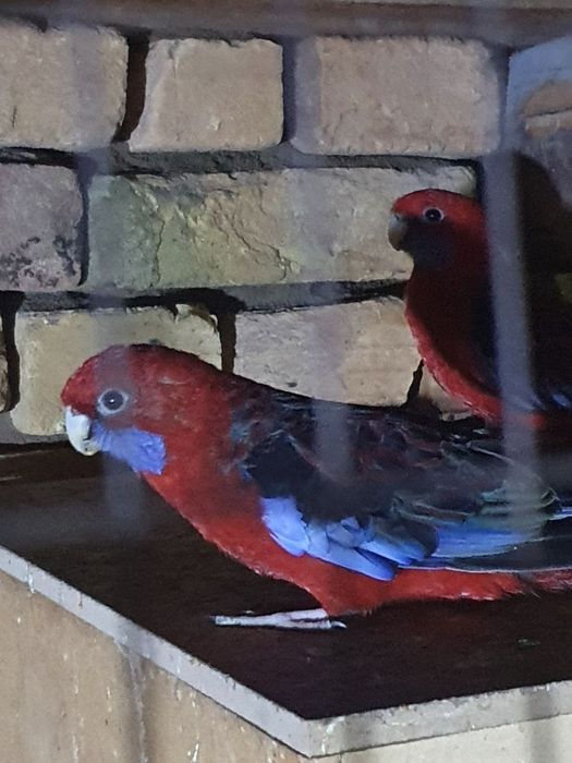 Toʻti penat sogʻlom qushlar raglari tiniq