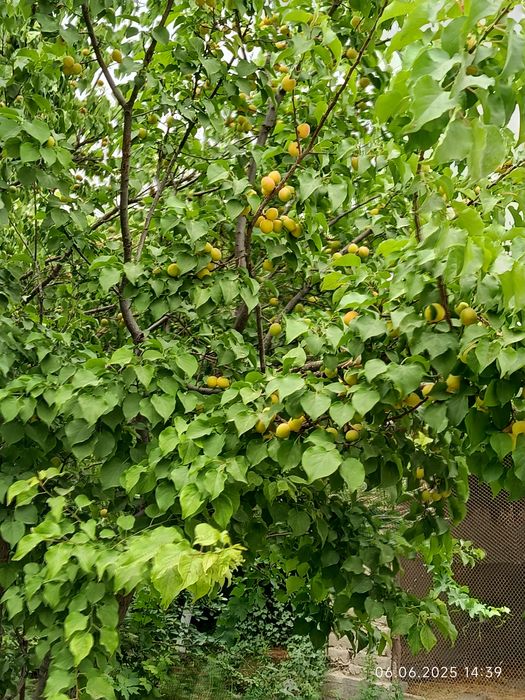 Продаётся дачный участок в обществе ВОСХОД в у