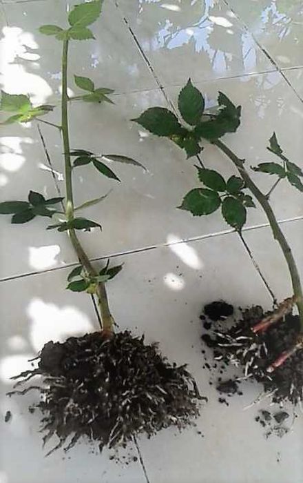 Stoloni Capsuni Remontant, Mur Thornfree, Agris, Albizia, Smochin
