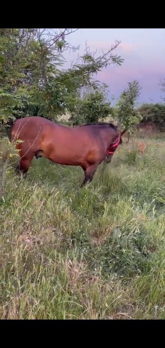 Vand armasar Teleorman