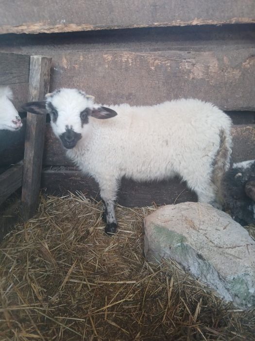 De vanzare doi berbecuti