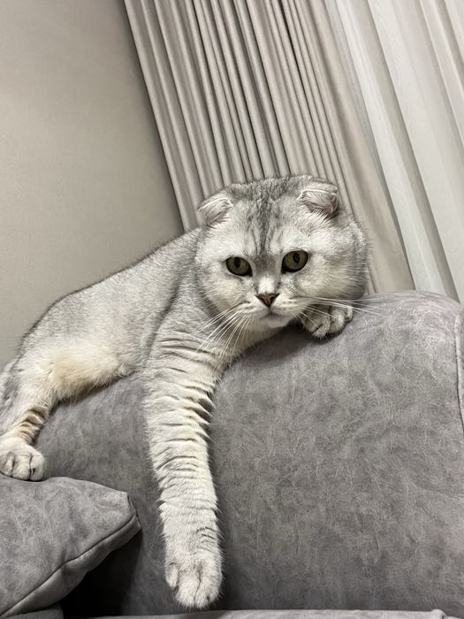 Шотландский вислоухий цвет серебристый шиншил