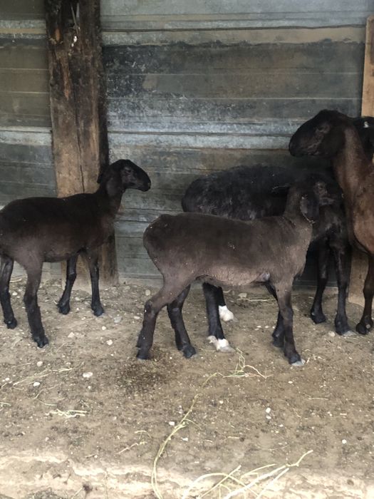 Семіз токтылар сатылад