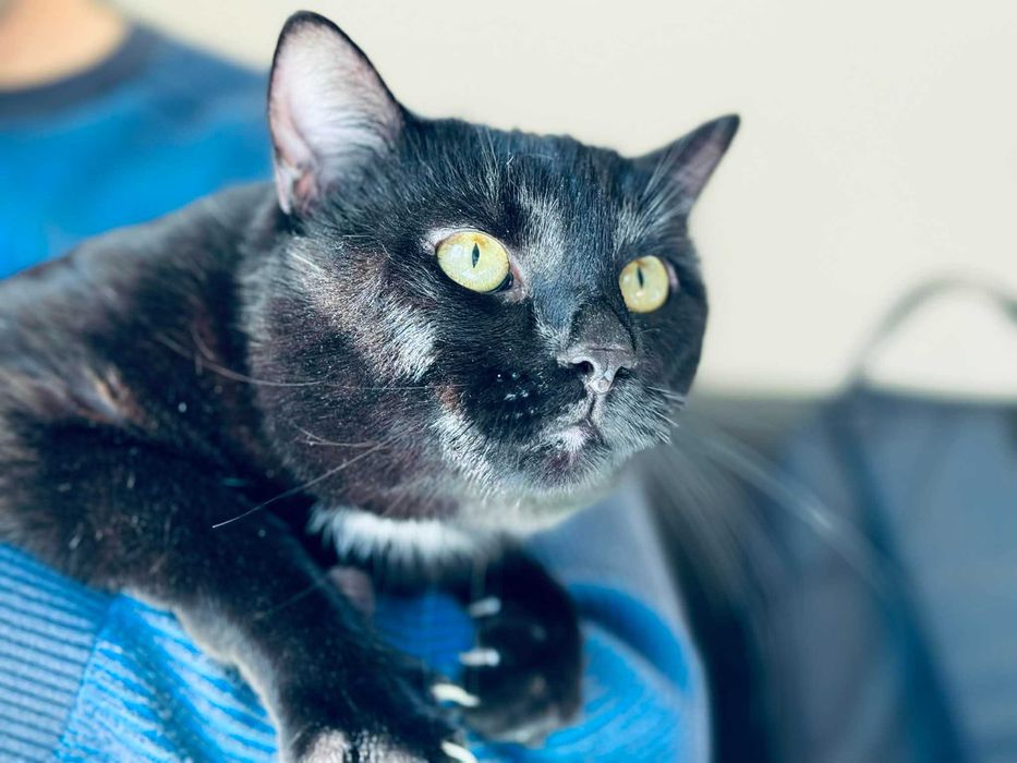 Мъжко котарак търси дом