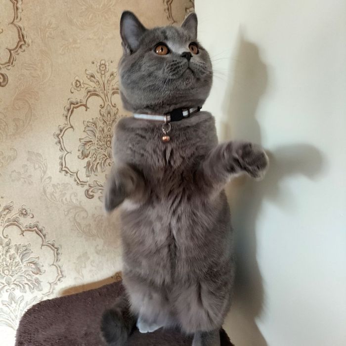 Вязка  кот (сотилмиди)