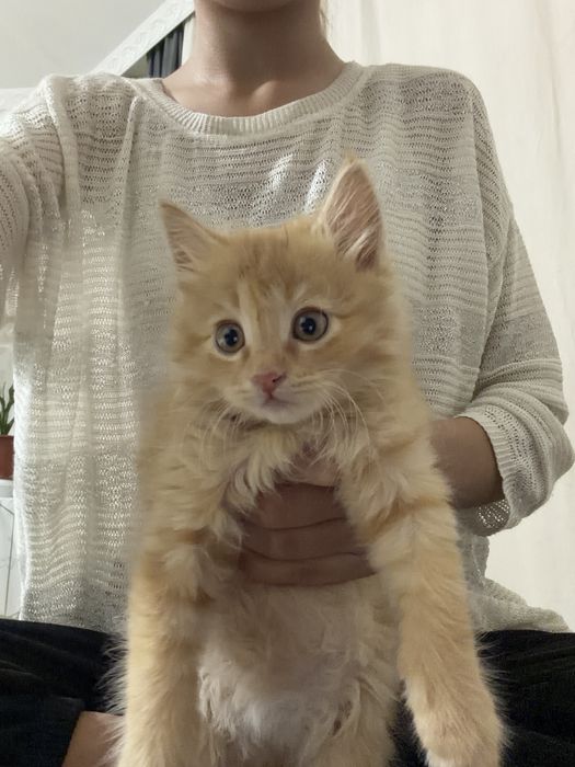 Рыжый котенок мальчик