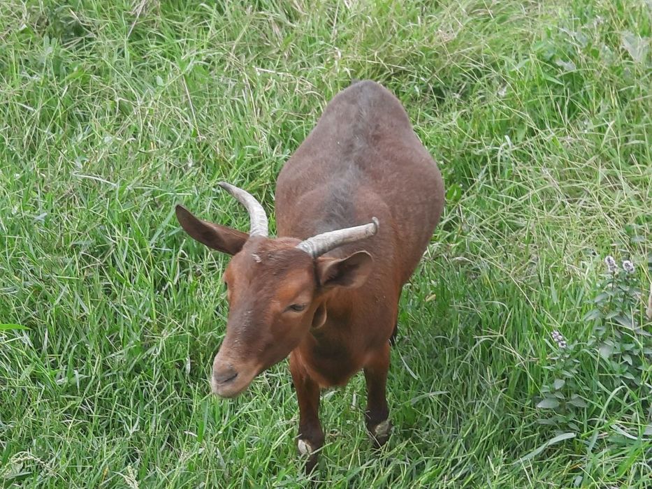 Echki Mursiana zotli granadina