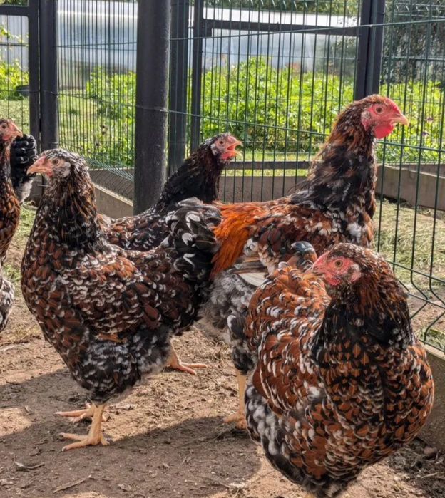 Петух Виандот толбунт