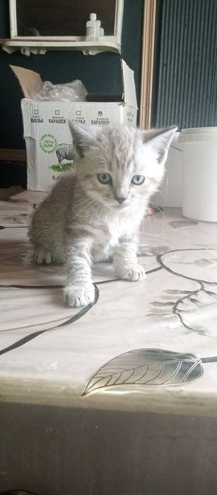 Продам породистых котят