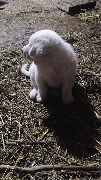 Cățel frumos și sănătos