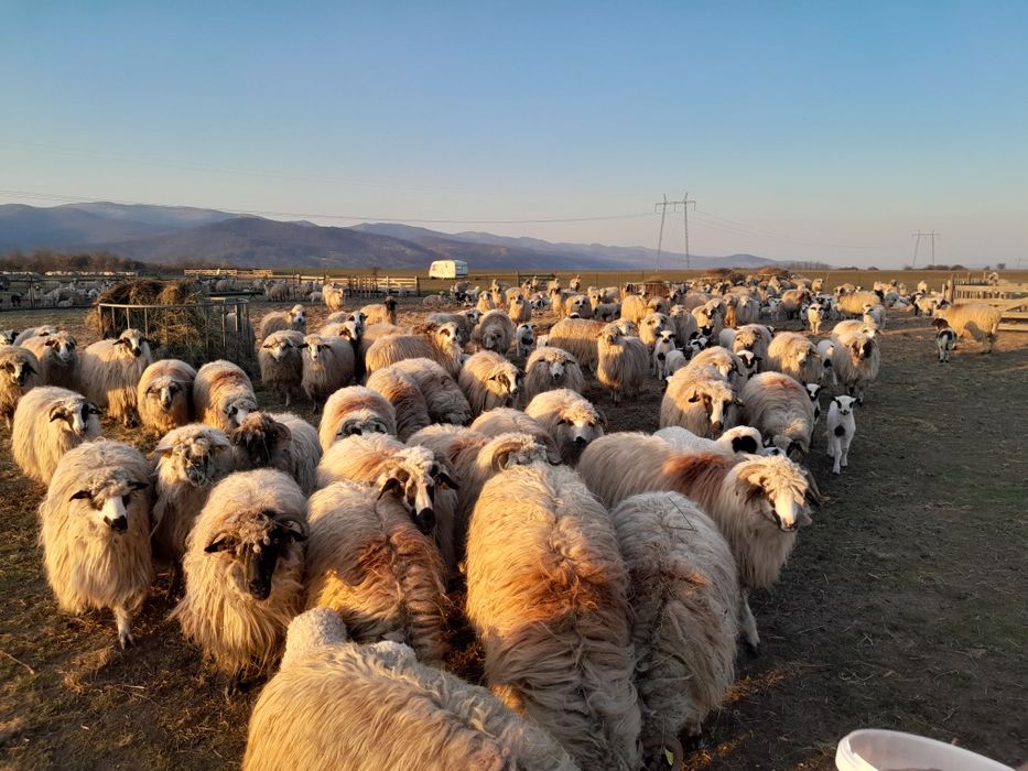 Oi de vanzare  în Balomiru de Camp