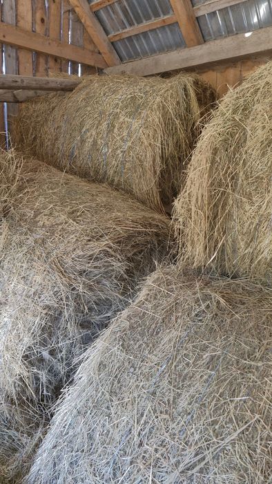 Vand baloti fan forte bun