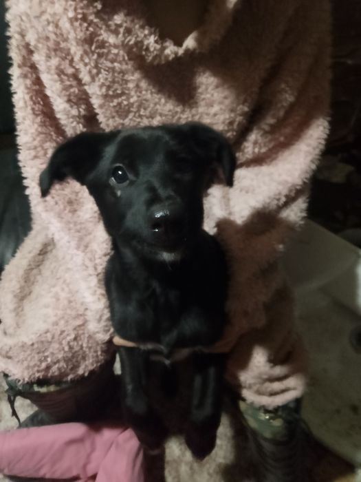 Пёсик мальчик 5-6 месяцев