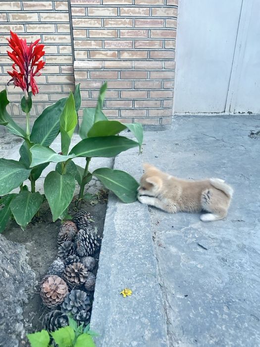 Японская Акита Ину- хатико